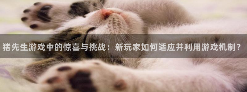 高德娱乐官方平台：猪先生游戏中的惊喜与挑战：新玩家如何适应并