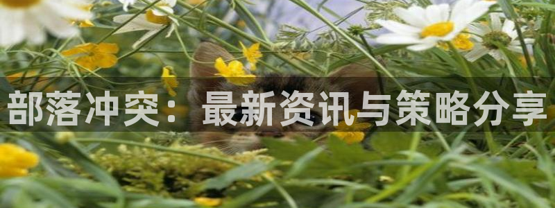 高德娱乐主管：部落冲突：最新资讯与策略分享