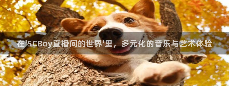 玩球直播官网nba直播：在\'SCBoy直播间的世界\'里，多元化的音乐与艺术体验